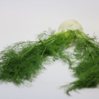 Herbs, Fennel Bulb