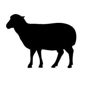 Lamb Share Deposit - June 2026