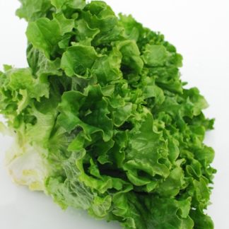 Lettuce, Green Leaf