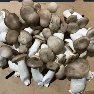 Mushrooms, Trumpet Royal