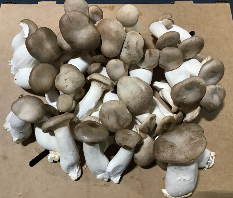 Mushrooms, Trumpet Royal